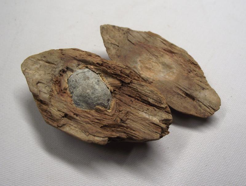 U.S.Civil War Ball Shot Relic. Tree Find.